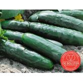 Cucumber Marketmore